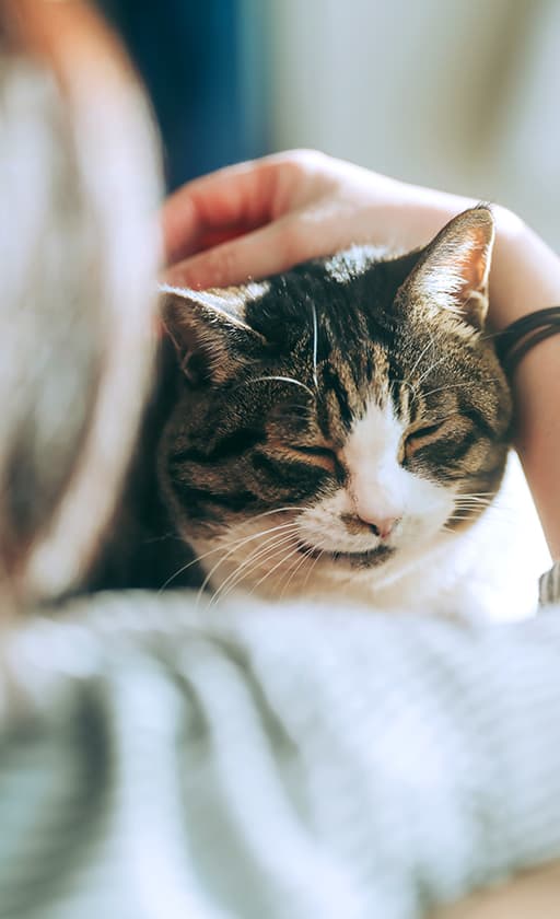 ご年配の方と猫